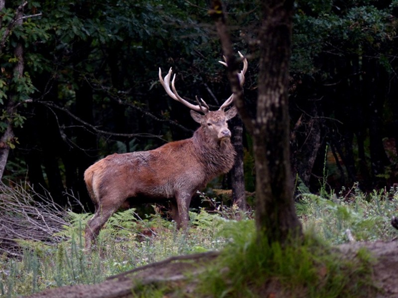 Chasse des Coudrières